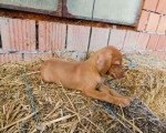 Kratkodlaka Mađarska Vižla, štenci